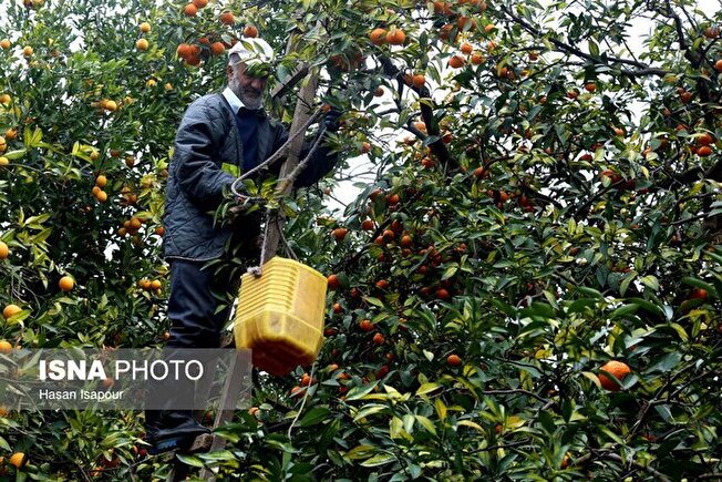 تولایی: برند کشاورزی مازندران خط قرمز ماست / برخورد شدید با تخلفات در بازار مرکبات و مرغ