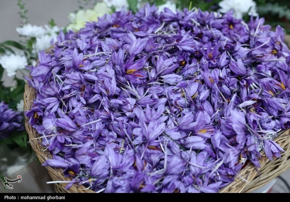 قصه زعفران طلای سرخ کَدکَن؛ دستانی که با عشق گل می‌چینند