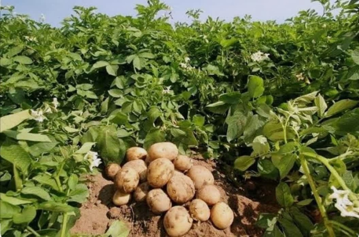 اجرای آبیاری نوین در بیش از ۸۰ درصد مزارع سیب&zwnj;زمینی آذربایجان&zwnj;غربی / پیش&zwnj;بینی برداشت ۶۰ هزار تن محصول