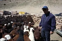 استاندار خراسان رضوی: عشایر ۱۲ درصد از پروتئین استان را تامین می‌کنند