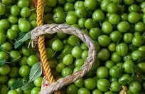 ورود آلوچه نوبرانه به بازارهای گیلان