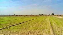 دهکده کشاورزی صنعتی در روستا‌های مازندران احداث می‌شود