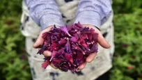 آغاز برداشت گُل گاوزبان در گلستان