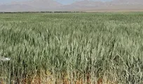 پیش بینی برداشت بیش از ۵ هزار تن گندم در بردسکن