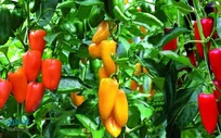 چهارمحال و بختیاری؛ پیشتاز نهضت توسعه گلخانه‌ای کشور