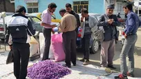 روزانه ۱.۵ تن گل زعفران در بازار تربت‌حیدریه معامله می‌شود