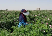 خراسان رضوی/ برگزاری دومین جشنواره گل و گلاب در بردسکن برای معرفی برند گل محمدی