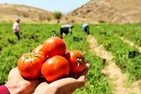 برداشت بیش از ۲۰۰۰ تن گوجه فرنگی از مزارع آذربایجان غربی