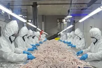 صادرات بیش از ۴۷۰ تن پای مرغ از آذربایجان‌شرقی به ترکیه و ویتنام
