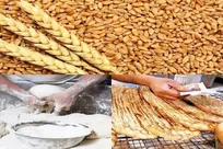 رئیس اداره بازرگانی تعاون روستایی هرمزگان گفت: خرید تضمینی گندم هرمزگان توسط شبکه تعاون روستایی در ۱۱ مرکز خرید گندم از مرز ۳۰ هزار تن گذشت.