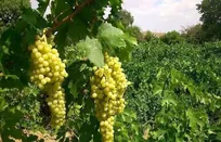 ملکان و لیلان، قطب تولید ۶۵ درصد انگور آذربایجان‌ شرقی هستند