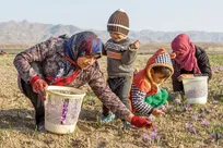فعالیت ۲۹۵ نفر در تولید طلای سرخ گیلان