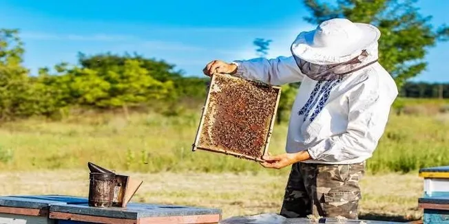 آذربایجان‌غربی، پایتخت عسل ایران؛ تولید بیش از ۲۷ هزار تن محصول