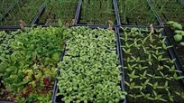 کارآفرینی دانشجوی گلستانی با پرورش گیاهان دارویی در محیط دانشگاه