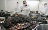 پرورش خانگی ماهیان از کسب و کارهای پر ظرفیت منازل روستایی گیلان