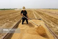 خرید تضمینی گندم توسط ۱۵ مرکز در چهارمحال و بختیاری