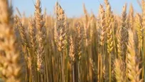 پرداخت ۹۵ درصد مطالبات گندم‌کاران لرستانی