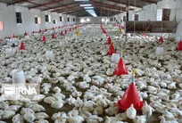 صنعت مرغداری گناباد برای ۶ هزار نفر اشتغال ایجاد کرد