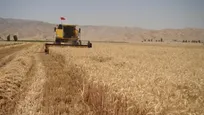 کمبود بارشی که بر میزان خرید تضمینی گندم در چهارمحال و بختیاری تاثیر می‌گذارد
