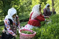 اشتغال ۵۵ هزار خانوار چایکار در گیلان