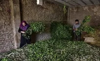 نوغانداری شغلی جانبی و سازگار با محیط زیست گیلان