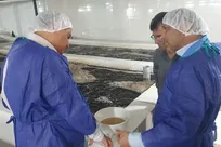 تولید ۲ برابری بچه میگو در استان بوشهر