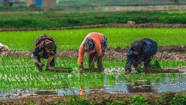 نخستین صندوق حمایت از توسعه کشاورزی زنان روستایی آغاز به کار کرد