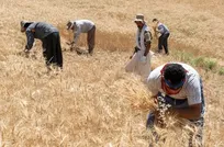 یک مسئول خبرداد؛
۴۰ درصد مطالبات گندمکاران سرخس پرداخت نشده است