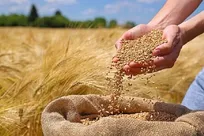 پرداخت ۹۵ درصد مطالبات گندم‌کاران استان قزوین