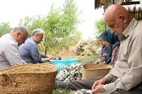 فعالیت بیش از ۲ هزار نفر در توتستان‌های شفت