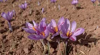 کارآفرینان سنقری از دل موانع، اشتغال می‌سازند