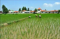 تبدیل رویای تغییرکاربری اراضی کشاورزی گیلان به کابوس برای سوداگران  