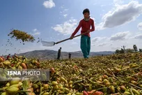 مدیر جهاد کشاورزی کلات خبر داد
برداشت سالیانه ۴۰۰ تن پسته از بزرگترین رویشگاه جنگل خاورمیانه