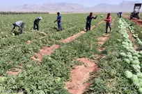 ۷۰ درصد اقتصاد شهرستان ورامین بر پایه تولیدات محصولات کشاورزی است