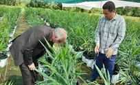 درخشش ادویه خوش رنگ ایرانی در صومعه سرا