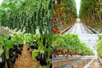 راه‌اندازی شهرک صنعتی آبزی‌پروری با اشتغالزایی ۴۵۰ نفر در اردبیل