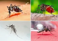 بستری نخستین بیمار مبتلا به تب دنگی در خراسان رضوی