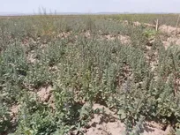 برای اولین بار؛
برداشت تخم شربتی در نیشابور خراسان رضوی انجام شد