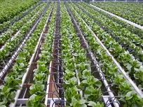 رشد پروژه های کشاورزی با محوریت امنیت غذایی در گیلان