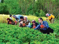 خریداران توت فرنگی گیلان به مزرعه می روند