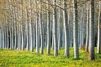 کاشت درختان «چوب‌ده» یا زراعت چوب در عرصه‌های مستعد گلستان بویژه زمین‌های شیبدار و حاشیه زمین‌های کشاورزی و نواحی شمالی و کوهستانی استان و حاشیه رودخانه‌ها و زمین‌های مستحدثه ساحلی به باور کارشناسان از فرصت‌های طلایی کسب درآمد برای کشاورزان این استان شمالی محسوب می‌شود که باید با آگاهی بخشی و اهدای بسته‌های تشویقی از این ظرفیت بیشتر بهره بُرد.