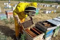 واگذاری ثبت اطلاعات هویتی دام و طیور به سازمان نظام مهندسی کشاورزی