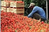 فعالیت بیش از ۲ هزار نفر در برداشت خرمالو‌های گیلان
