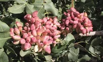 کارآفرینی؛ دشت پسته ای که نفرین شده بود!