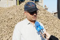 آذربایجان‌غربی قطب تولید چغندرقند کشور؛ پیش‌بینی تحویل نزدیک به ۲ میلیون تن محصول به کارخانه های استان