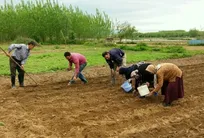 آغاز به کار ۸۵ خانوار برای کشت نیشکر در صومعه سرا  