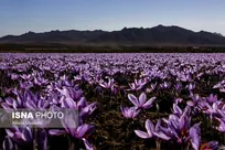 تهدیدهای سه‌گانه علیه «طلای سرخ ایران»