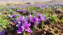 ظرفیتی نهفته از درآمد و اشتغال/ کارآفرینی در روستا با کشت زعفران