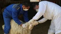 اکیپ های دامپزشکی فردا آماده خدمات رسانی در گیلان