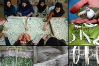 رونق اشتغال نوغانداری گیلان با حمایت ازمددجویان فعال